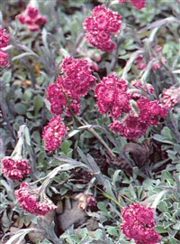 Антеннария мелколистная – Antennaria microphylla Rydb.