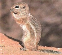 Антилоповый суслик Нельсона (Ammospermophilus nelsoni)