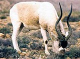 Антилопы (антилопа Мендес)
