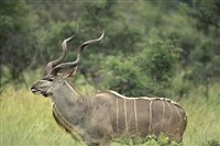 Антилопы (большой куду)