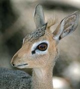 Антилопы (дикдик)