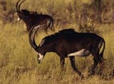 Антилопы (лошадиная антилопа)