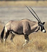 Антилопы (сернобык)