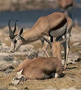 Антилопы (спрингбок)