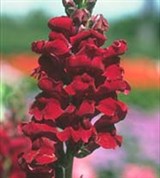 Антирринум (крупный)