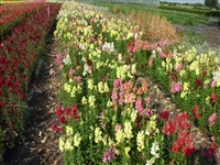 Антирринум большой, львиный зев – Antirrhinum majus L.