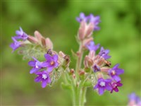 Анхуза капская – Anchusa capensis Thunb.