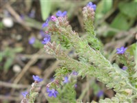 Анхуза лекарственная, узколистная, османская – Anchusa officinalis L.