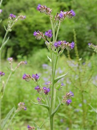 Анхуза небесно-голубая, итальянская, метельчатая – Anchusa azurea Mill.