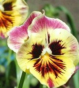 Анютины глазки (цветки)