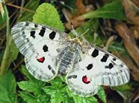 Аполлон (бабочка)