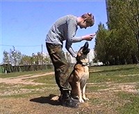 Апортировка (пробуждение интереса)