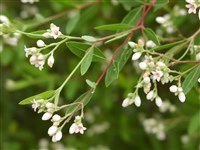 Апоцинум андроземолистный – Apocynum androsaemifolium L.