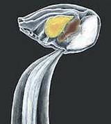 Аппендикулярии (Аппендикулярия)