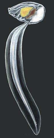 Аппендикулярии (Аппендикулярия)