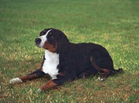 Аппенцеллер-зенненхунд