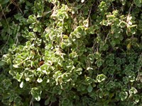 Арабис Келлера – Arabis x kellereri Sunderm.