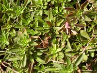 Арабис Фердинанда-Кобурга – Arabis ferdinandi-coburgi Kellerer.