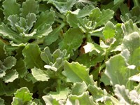 Арабис альпийский – Arabis alpina L. (1)