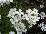 Арабис альпийский – Arabis alpina L. (2)