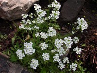 Арабис кавказский, беловатый – Arabis caucasica Schldl.