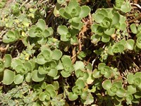 Арабис увеличивающийся – Arabis procurrens Waldst.et Kit.