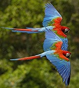 Араканга (в полете)