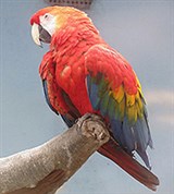 Араканга (Ara macao)