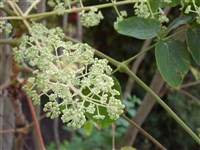 Аралия Шмидта – Aralia schmidtii Pojark.