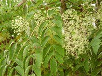 Аралия высокая, маньчжурская, чертово дерево, шип-дерево – Aralia elata (Miq.) Seem (1)