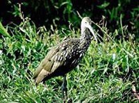 Арама (Aramus guarauna)