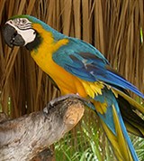 Арарауна (Ara ararauna)