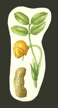 Арахис (побег с цветком и плод)