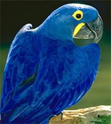 Ара (гиацинтовый)