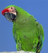 Ара (зеленый)
