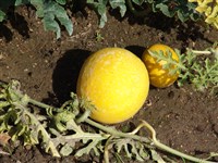 Арбуз шерстистый, обыкновенный – Citrullus lanatus Matsum & Nak. (1)