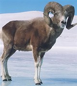 Аргали (самец)