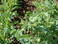 Аргемона крупноцветковая – Argemone grandiflora Sweet.