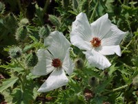 Аргемона широкая – Argemone platyceras Link. & Otto.