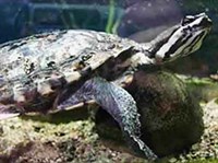 Аргентинская гидромедуза