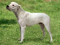 Аргентинский мастиф