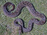 Аргентинский удав (Constrictor constrictor occidentalis)