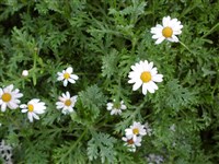 Аргирантемум кустарниковый, хризантема кустарниковая – Argyranthemum frutescens (L.) Schultz. (1)