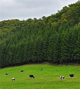 Арденны (пастбище)