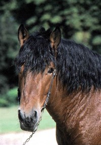 Арденская порода