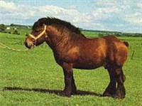 Арден (на лужайке)