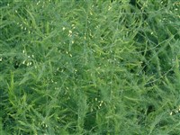 Аржантельская [Род спаржа (аспарагус) – Asparagus L.]