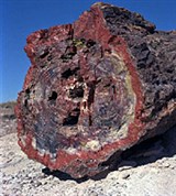 Аризона (Национальный парк «Окаменелый лес»)