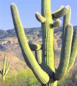 Аризона (кактус)