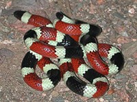 Аризонский аспид